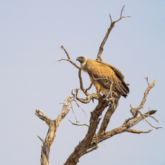 White-Backed Vulture on Tree