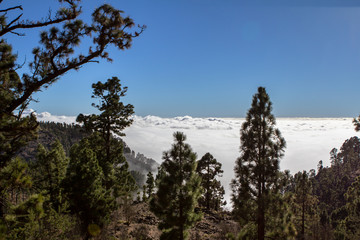 Canarian pines in the clouds