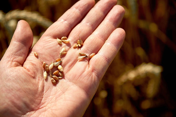 testing corn with hand before harvest