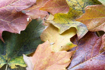 Fall Harvest