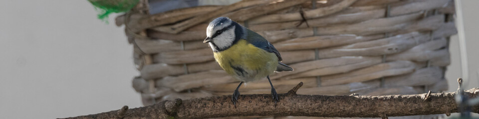 Blaumeise bei der Winterfütterung