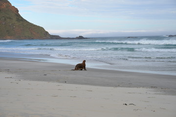 Seal - Sandfly beach - Otago Peninsula - New Zealand
