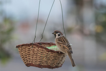 Feldsperling, passer montanus