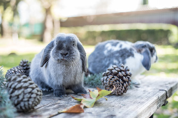 Two cute bunnies pet walking on a wooden table with pines outdoor .