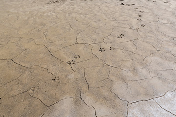 Traces of an animal on the dried and cracked soil. Background