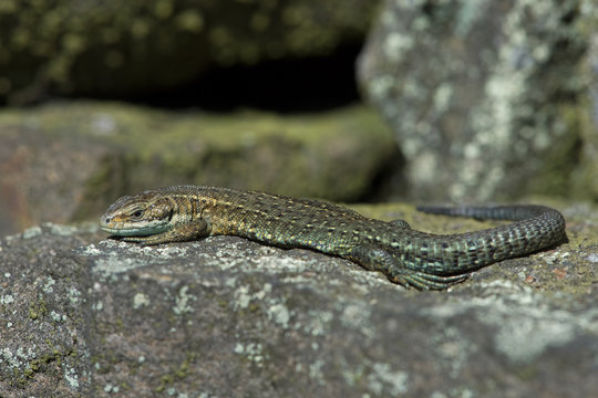 Viviparous Lizard (Zootoca vivipara)/Common Lizard basking on lichen covered stone wall