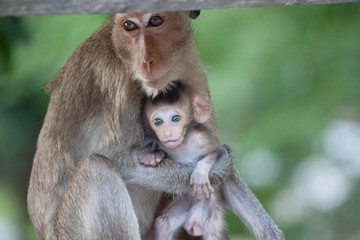 可愛いサル