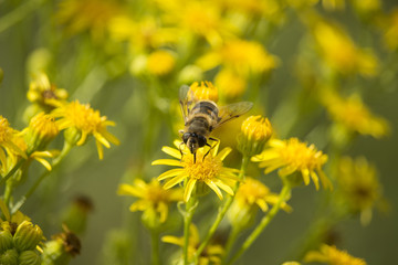 Macro of a flower and a bee