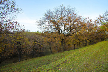 Obraz premium Autumn oak grove grows on a relief terrain.