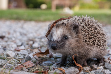 Igelkott med löv på sig på grusgång