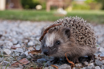 Igelkott med löv på sig på grusgång