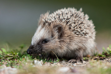 Igelkott på gräsmatta