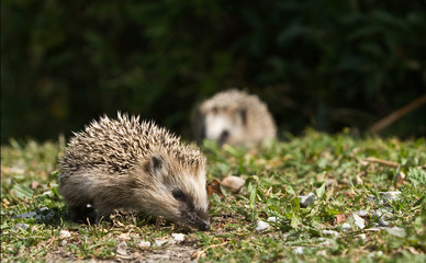 Igelkottar i trädgård