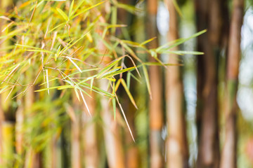Bamboo leaf close-up, Louangphabang, Laos. Close-up. Blurred background.