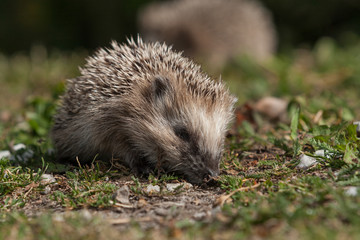 Igelkottar i trädgård