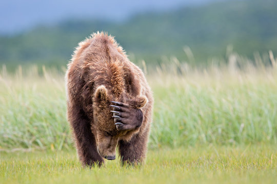 Brown bear scratching his head in the meadow in Alaska