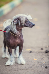 Chinese crested dog walks on  street on  leash