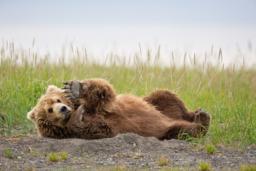 Brown bear laying down and raising his paw in Alaska