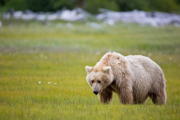 Brown bear standing in the meadow with drift wood in the background in Alaska
