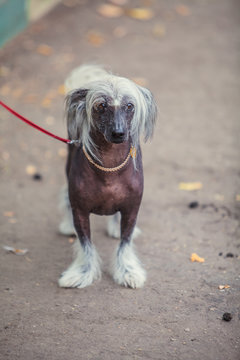 Chinese crested dog walks on  street on  leash