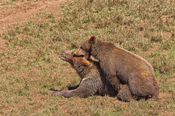 A pair of grizzly bears mating in season of zeal.