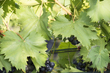 A trip to the vinyards