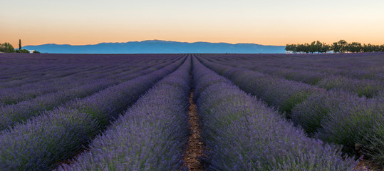 Obraz na płótnie Canvas Lavender fields