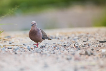 Avoante