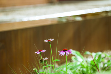 Echinacea, Sonnenhut. Homöopatische Mittel im Garten