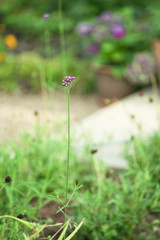 Eisenkraut, Aconitum. Homöopatische Mittel im Garten