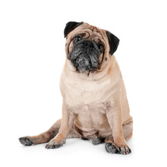 Cute overweight pug on white background