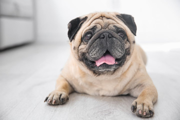 Cute overweight pug on floor at home