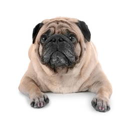 Obraz premium Cute overweight pug on white background