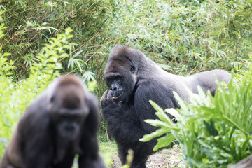 Gorillas 