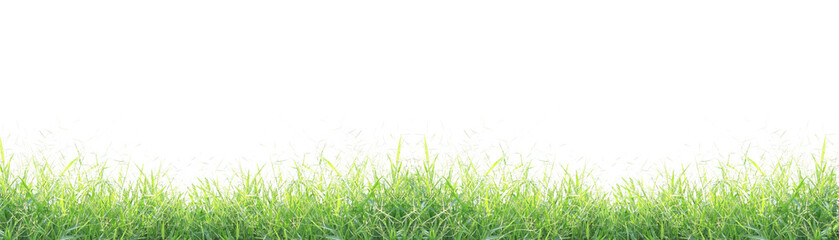 Fototapeta premium Green grass isolated on white background