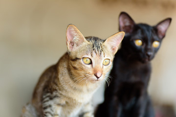 Two kittens are sitting together, cute animal and pet