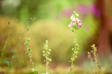 Fingerhut, Giftpflanze im Garten