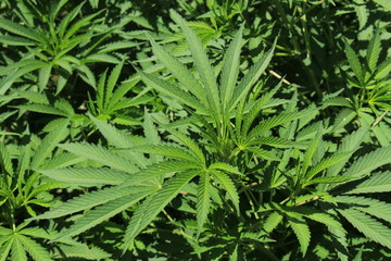 Real "Marijuana" plant (or Cannabis, Marihuana) at Granada botanical garden, Spain. Its Latin name is Cannabis Sativa, native to Asia.