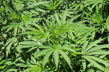 Real "Marijuana" plant (or Cannabis, Marihuana) at Granada botanical garden, Spain. Its Latin name is Cannabis Sativa, native to Asia.
