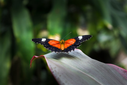 The butterfly with black, white, red open wings is sitting on the long leaf in Cairns, Kuranda, Australia .