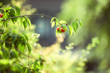 Kordelbeere, Beeren am Baum im Garten