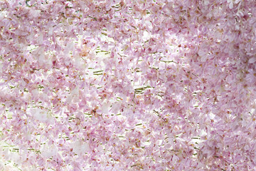 Pink orchid flowers background