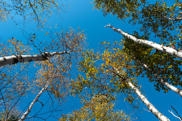 Fall Birch