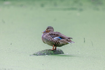 Mallard female perched in wetlands. Santa Cruz, California, USA.