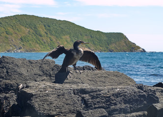 Phalacrocorax sits on rock