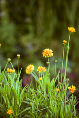 M&auml;dchenauge, Coreopsis, Heilpflanze, hom&ouml;opatisches Mittel