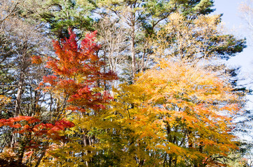 秋の裏磐梯の紅葉　赤と黄色（福島県北塩原村）
