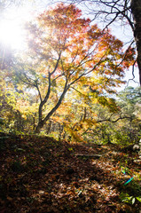 秋の裏磐梯の紅葉　赤と緑（福島県北塩原村）