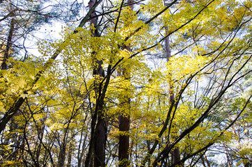 秋の裏磐梯の黄葉（福島県北塩原村）