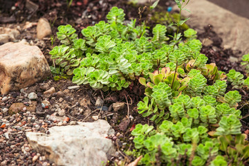 Sedum im Garten, Bodendecker